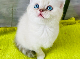 Scottish fold and straight kittens