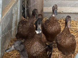 4 Khaki Campbell and two Dark Campbell ducks + 1 Drake
