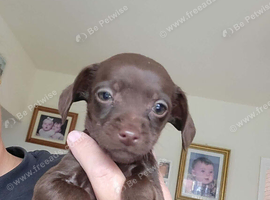 READY NOW!! Cockapoo x chihuahua girls