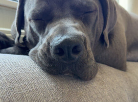 10 months old female
