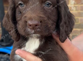 Cocker spaniel boys