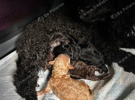 3 toy poodles