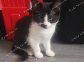 Kittens for sale