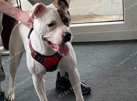 American bulldog full breed