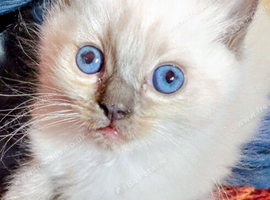 Ragdoll kittens