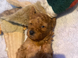 5 Beautiful Cavapoos for sale