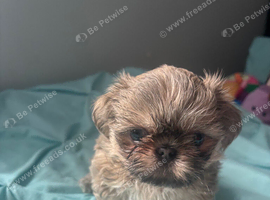 Boy Shih Tzu
