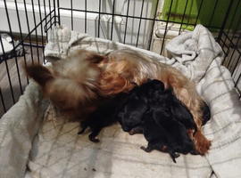 6 puppyes availebe