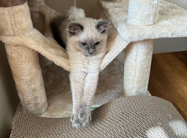 Ragdoll male kitten