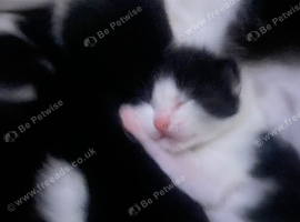 4 beautiful kittens for sale.