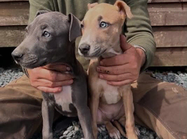 Beautiful Litter of Smooth Coated Lurcher Puppies