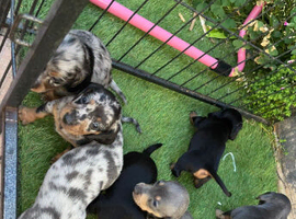 Dashhound puppys
