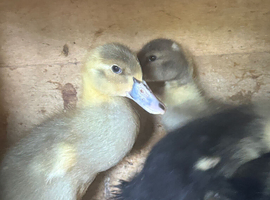 Ducklings