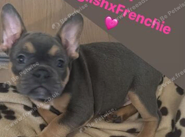 English cross french bulldog pup
