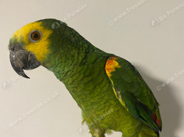 Handtame and Talking blue fronted Amazon