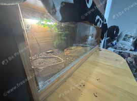 Selling my gecko as no longer have time to look after him
