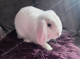 16mnth old Neutered bew mini lop buck