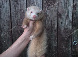 Ferrets