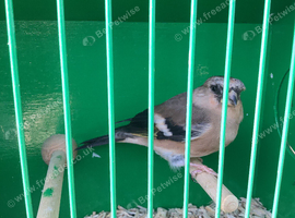 Linnet x Bullfinch CYB