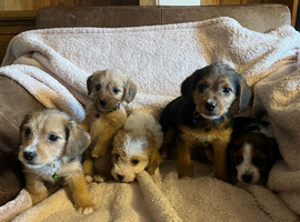 Poogles beagle x mini poodle