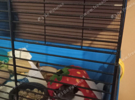 I X hamster