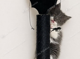 Pedigree maincoon male kittens