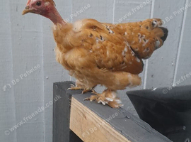 Millefleur necked neck chicken