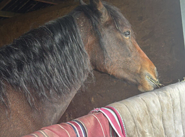 Lovely george