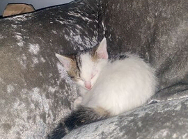 Female short haired cat needing a loving home