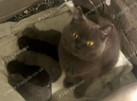 BRITISH SHORT-HAIR KITTENS BOYS & GIRLS AVAILABLE GCCF REGISTERED