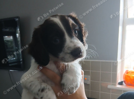 Stunning springer spanils