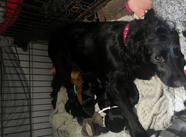 x6 black WC cocker spaniel puppies