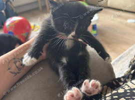 6 beautiful kittens