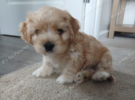 Boy Cavachon for sale