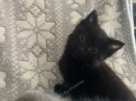 Still looking for their forever homes