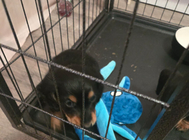 Miniture dachshund Puppies for sale