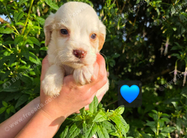 6 beautiful Cocker Spaniels