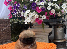 Stunning top quality Pekingese puppies