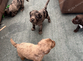 Rare Cocker spaniel puppy
