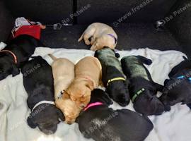 9 stunning Labrador puppies