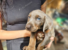 Top Quality KC'D Stunning Chunky Dobermann pups