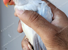 Beautiful Very Rare Violet Oplaine Cleartail Mutation Ringneck Baby