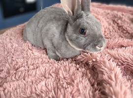Mini rex kits
