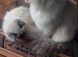 Gorgeous Siberian Kittens - Vet checked, vaccinated and microchipped