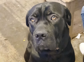 1 year old male cane corso &pound;500