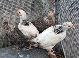 Legbar & Light Sussex pullets 8 weeks old