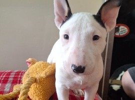 Stunning English bull terrier pups