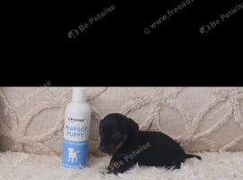 True mini dachshound.
