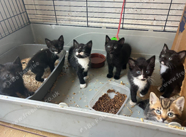 Beautiful kittens