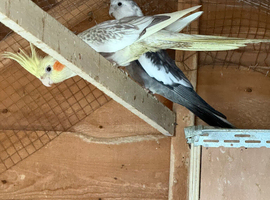 cockatiels